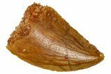 Serrated Raptor Tooth - Real Dinosaur Tooth #361052-1